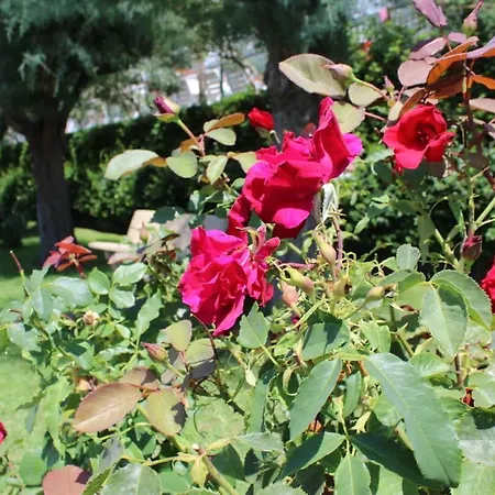 Le Magnolie * Praia a Mare