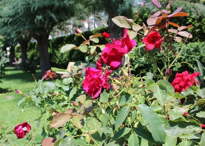 Le Magnolie * פראייה א מארה